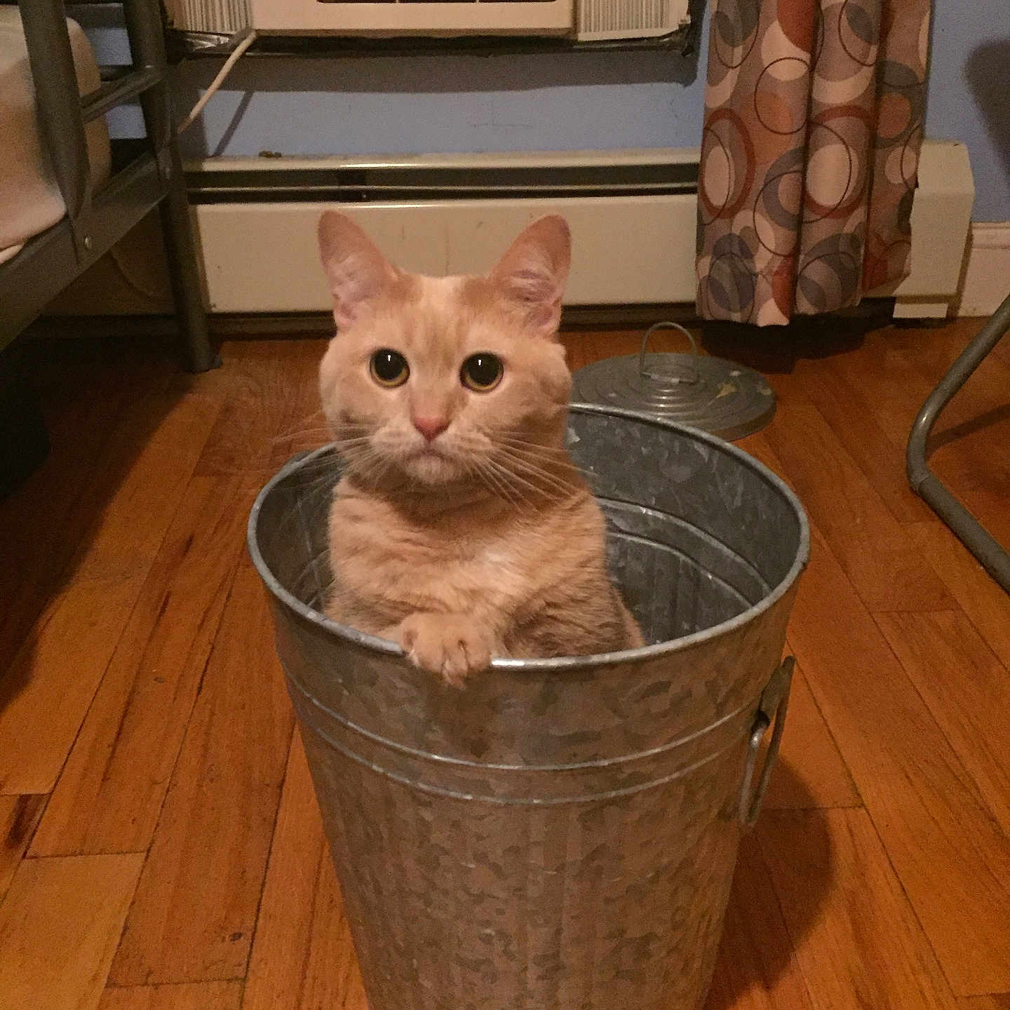 Luna is registered to the contest to win money with this photo: cat, orange_cat, metal_bucket, wooden_floor, indoor, curtain, air_conditioner, pet, animal, feline, flooring, container, home, cute, looking, sitting, curious, domestic_animal, household, cozy
