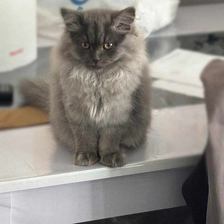 Nala participe au concours pour gagner de l'argent avec cette photo : cat, kitten, gray_fur, fluffy, long_hair, animal, pet, sitting, portrait, face, eyes, ears, whiskers, indoors, desk, table, office, paperwork, cute, photography