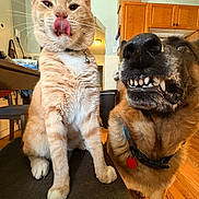 Chelsea is registered to the contest to win money with this photo: cat, dog, pets, animal, portrait, indoor, home, kitchen, sitting, standing, orange_cat, german_shepherd, collar, leash, whiskers, teeth, smiling, funny, companions, photography