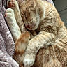 Chelsea joined the competition — help win amazing prizes! cat, ginger_cat, tabby, sleeping, sleepy, curled_up, paws, whiskers, closed_eyes, fur, orange_fur, pet, cozy, blanket, soft, indoors, portrait, relaxed, nap, cute