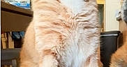 Chelsea joined the competition — help win amazing prizes! cat, orange_tabby, pet, animal, sitting, tongue_out, licking, whiskers, green_eyes, collar, bell, fluffy, fur, indoors, home, portrait, close_up, funny, second_cat, cozy