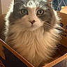 Cammie joined the competition — help win amazing prizes! cat, fluffy_cat, long_hair, pet, animal, portrait, sitting, cardboard_box, indoors, home, fur, whiskers, green_eyes, ears, looking_at_camera, warm_lighting, close_up, phone_screenshot, lock_screen, cozy