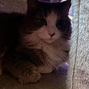 Cammie is registered to the contest to win money with this photo: cat, kitten, fluffy, long_hair, black_and_white, bicolor, pet, animal, feline, whiskers, eyes, ears, paws, portrait, close_up, indoors, curtains, window, cozy, sitting