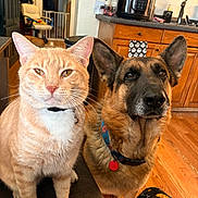 Chase joined the competition — help win amazing prizes! cat, dog, german_shepherd, orange_cat, pets, animal_portrait, indoors, kitchen, hardwood_floor, wooden_cabinets, countertop, pressure_cooker, sink, chair, baby_gate, collar, leash, pet_tag, sitting, funny_expression