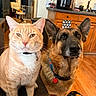 cat, dog, german_shepherd, orange_cat, pets, animal_portrait, indoors, kitchen, hardwood_floor, wooden_cabinets, countertop, pressure_cooker, sink, chair, baby_gate, collar, leash, pet_tag, sitting, funny_expression