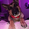 Chase is registered to the contest to win money with this photo: dog, german_shepherd, pet, animal, canine, large_dog, brown_fur, black_mask, pointed_ears, red_collar, paws, bed, blanket, bedroom, indoor, portrait, head_tilt, looking_at_camera, purple_lighting, funny_expression