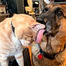 cat, dog, pets, animal, friendship, affection, grooming, licking, tongue, feline, canine, collar, indoors, home, portrait, close_up, fur, whiskers, ears, playful