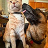 Chase joined the competition — help win amazing prizes! cat, dog, pets, animal, orange_cat, large_dog, tongue, licking, pet_friendship, funny, portrait, indoors, kitchen, cabinet, collar, tag, sitting, closeup, furry, companion_animals