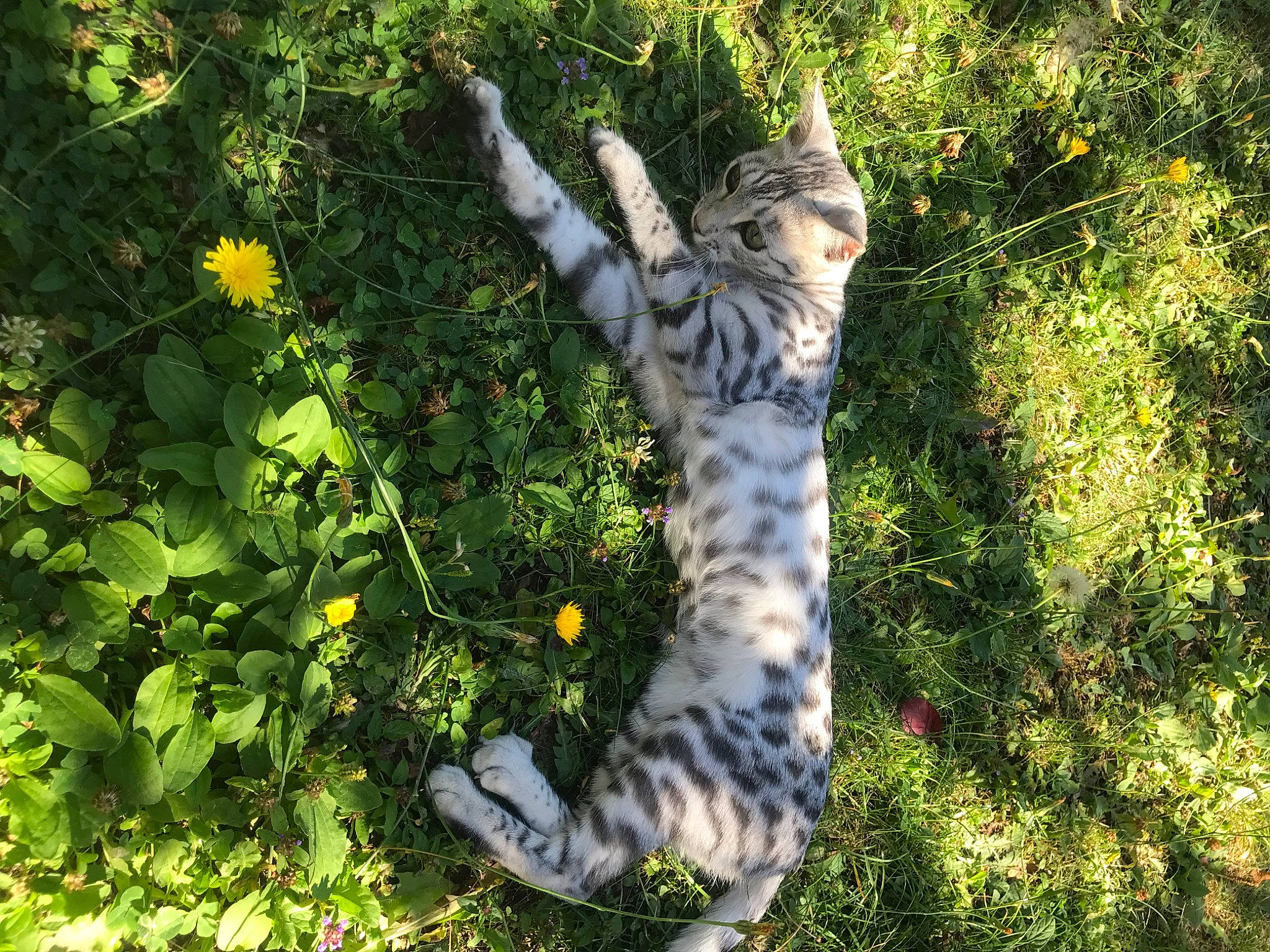 Russie a rejoint le concours — aidez-le/la à gagner de superbes lots ! bengal, carnivore, cat, egyptian_mau, european_shorthair, fawn, felidae, fur, grass, leaf, organism, pixie_bob, plant, rusty_spotted_cat, small_to_medium_sized_cats, tabby_cat, tail, tree, whiskers, wild_cat