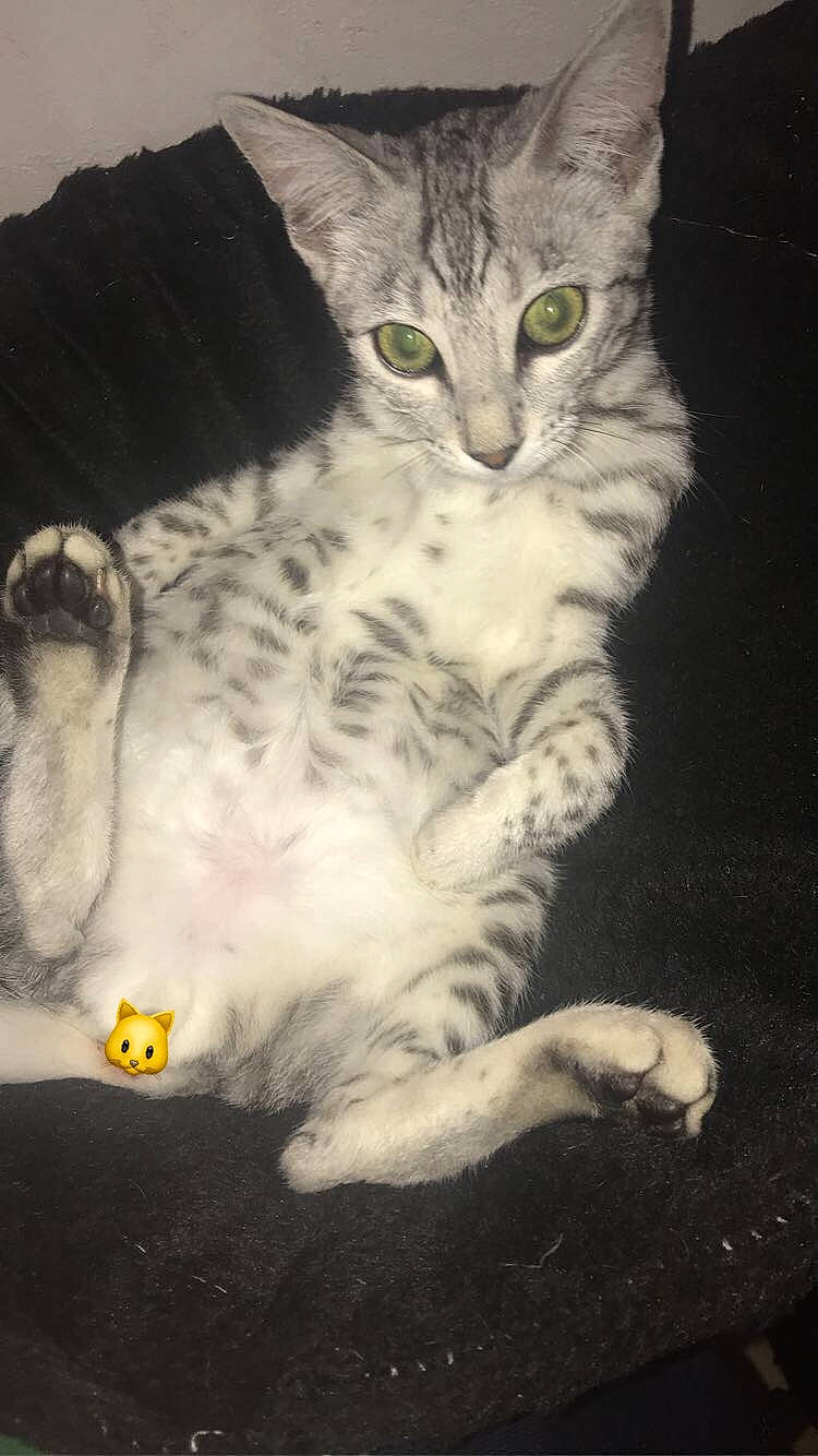 Russie a rejoint le concours — aidez-le/la à gagner de superbes lots ! aegean_cat, american_bobtail, american_curl, american_wirehair, asian, carnivore, cat, domestic_long_haired_cat, domestic_short_haired_cat, egyptian_mau, european_shorthair, felidae, german_rex, kitten, mammal, paw, polydactyl_cat, small_to_medium_sized_cats, tabby_cat, whiskers