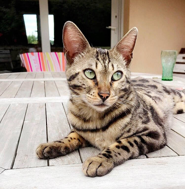 Alpha participe au concours pour gagner de l'argent avec cette photo : aegean_cat, american_shorthair, asian, bengal, california_spangled, carnivore, cat, domestic_short_haired_cat, dragon_li, egyptian_mau, european_shorthair, felidae, kitten, mammal, ocicat, small_to_medium_sized_cats, snout, tabby_cat, vertebrate, whiskers