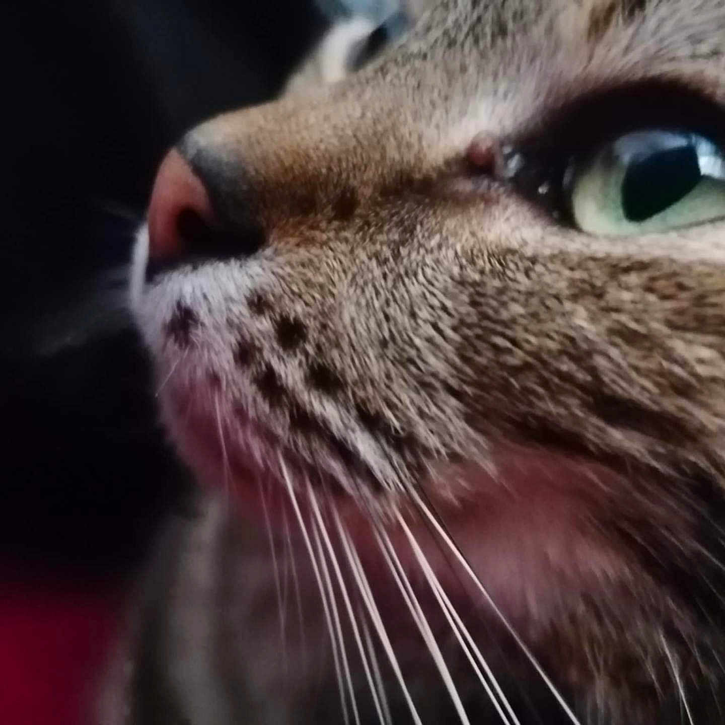 Minou participe au concours pour gagner de l'argent avec cette photo : animal, cat, close_up, cute, domestic_animal, face, feline, fur, green_eye, looking_up, macro, mammal, nature, pet, pink_nose, portrait, profile, soft_background, tabby, whiskers