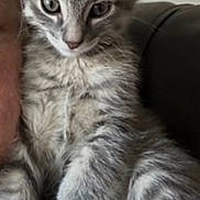 Rocky joined the competition — help win amazing prizes! kitten, cat, tabby, gray, feline, pet, animal, sitting, paw, indoor, couch, fur, whiskers, cute, young, closeup, relaxed, home, domestic, mammal