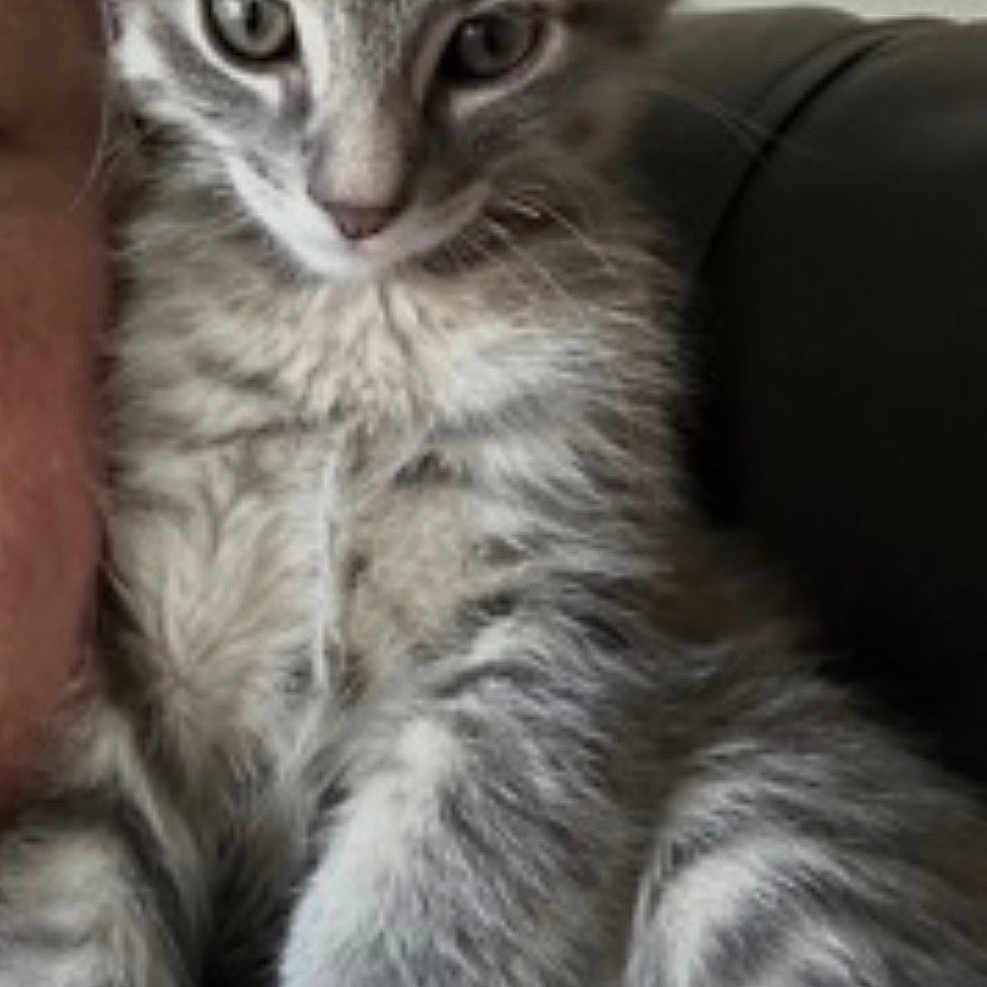 Rocky