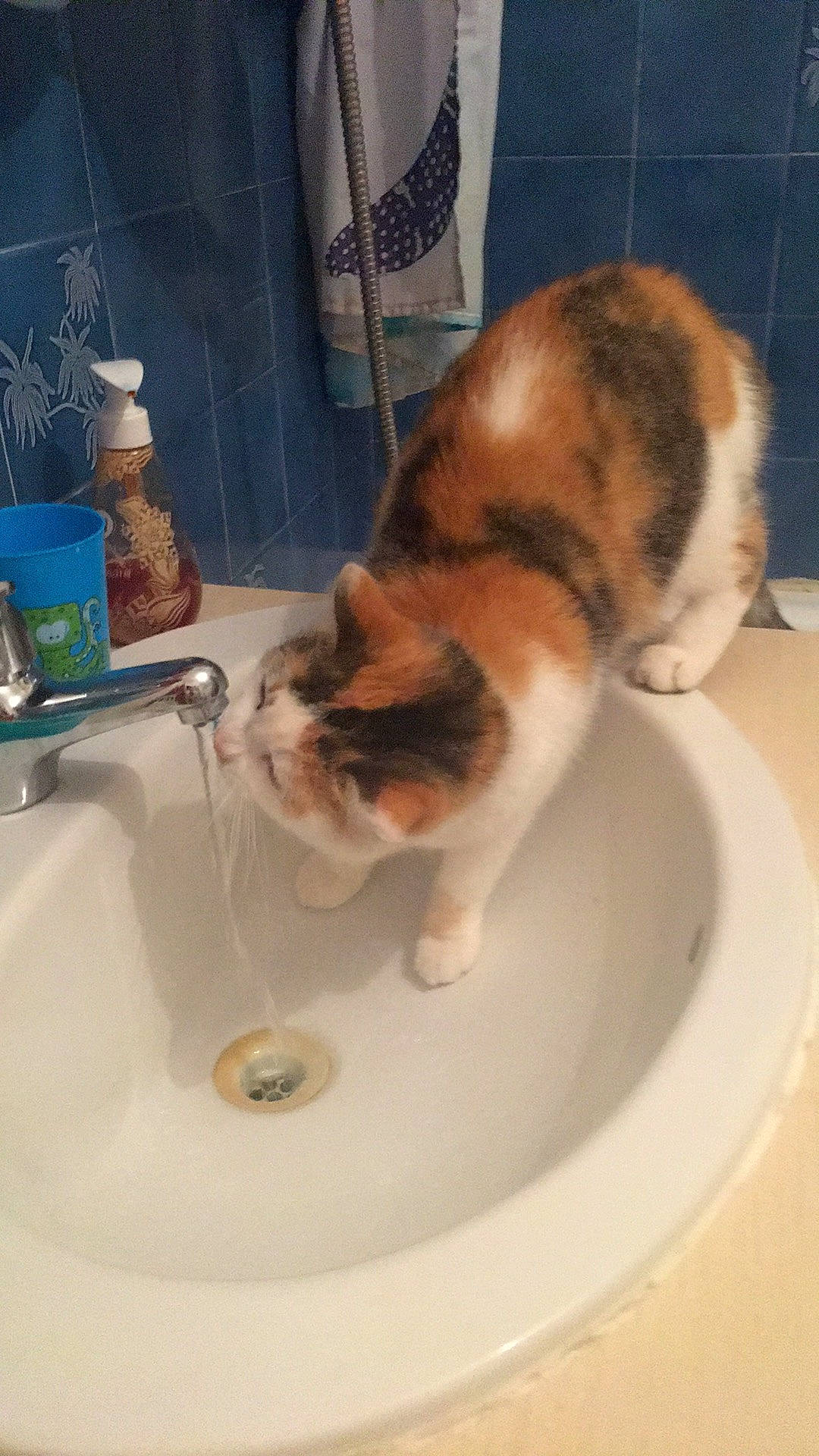 Lylou participe au concours pour gagner de l'argent avec cette photo : bathroom, bathroom_sink, blue, carnivore, cat, ceramic, domestic_short_haired_cat, fawn, felidae, flooring, fluid, fur, household_supply, plumbing, plumbing_fixture, sink, small_to_medium_sized_cats, tail, tap, whiskers