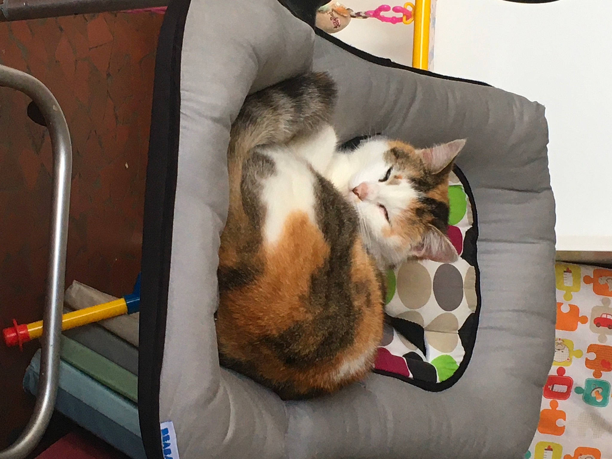 Lylou a rejoint le concours — aidez-le/la à gagner de superbes lots ! bag, carnivore, cat, chair, comfort, companion_dog, couch, domestic_short_haired_cat, fawn, felidae, fur, furniture, lap, luggage_and_bags, plant, room, small_to_medium_sized_cats, tail, whiskers, wood