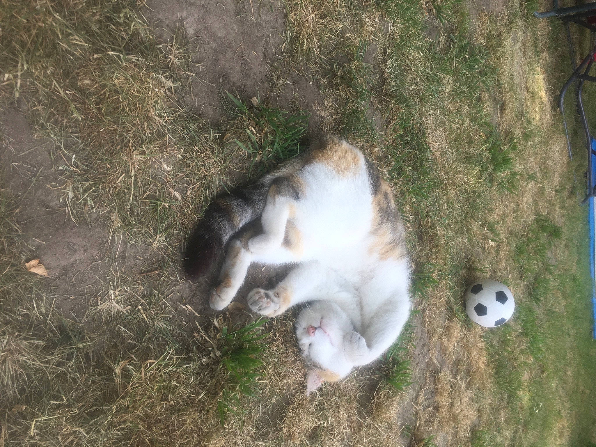 Lylou participe au concours pour gagner de l'argent avec cette photo : canidae, carnivore, cat, companion_dog, dog_breed, domestic_rabbit, domestic_short_haired_cat, fawn, felidae, fur, grass, paw, plant, small_to_medium_sized_cats, snout, sporting_group, tail, terrestrial_animal, whiskers, wildlife