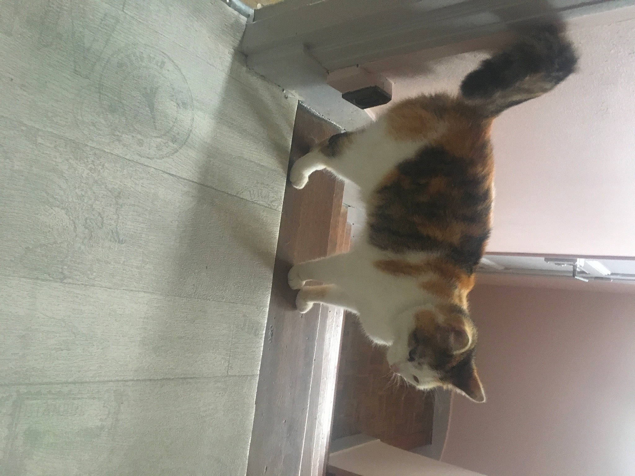 Lylou participe au concours pour gagner de l'argent avec cette photo : carnivore, cat, domestic_short_haired_cat, fawn, felidae, fur, hardwood, room, small_to_medium_sized_cats, tail, vertebrate, whiskers, wood