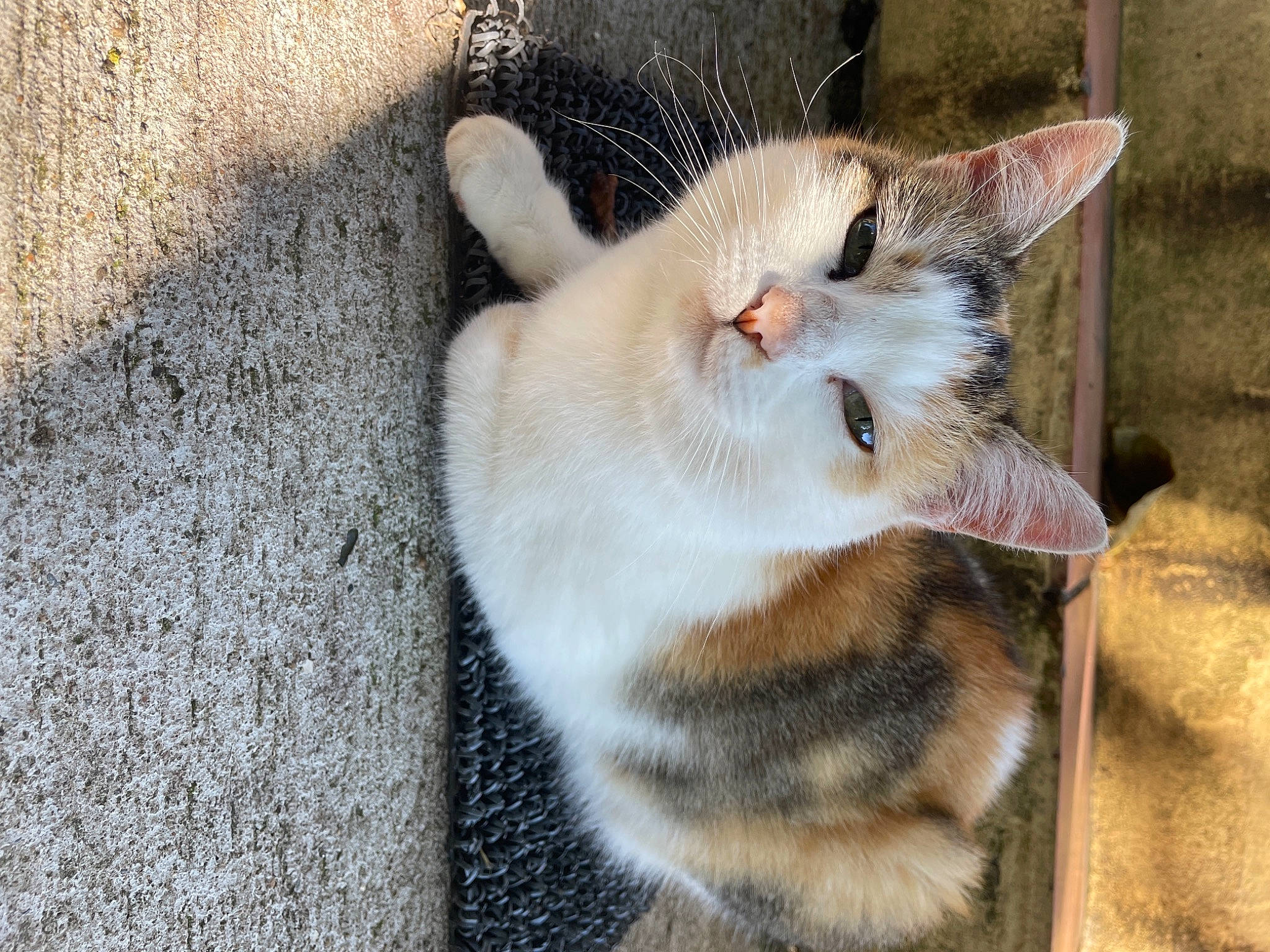 Lylou a rejoint le concours — aidez-le/la à gagner de superbes lots ! carnivore, cat, claw, concrete, domestic_short_haired_cat, eye, fawn, felidae, foot, fur, leg, paw, small_to_medium_sized_cats, tail, terrestrial_animal, whiskers