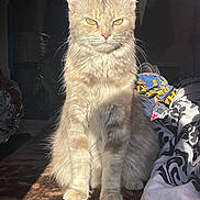 Nala joined the competition — help win amazing prizes! cat, tabby_cat, orange_cat, pet, indoor, sunlight, bed, blanket, fur, animal, feline, whiskers, eyes, sitting, cozy, domestic, cute, portrait, furry, relaxed