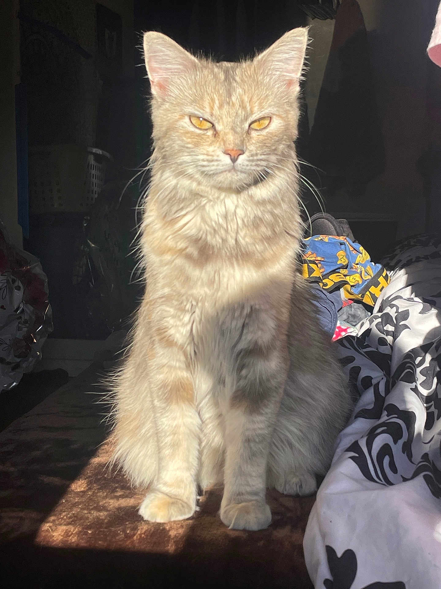 Nala