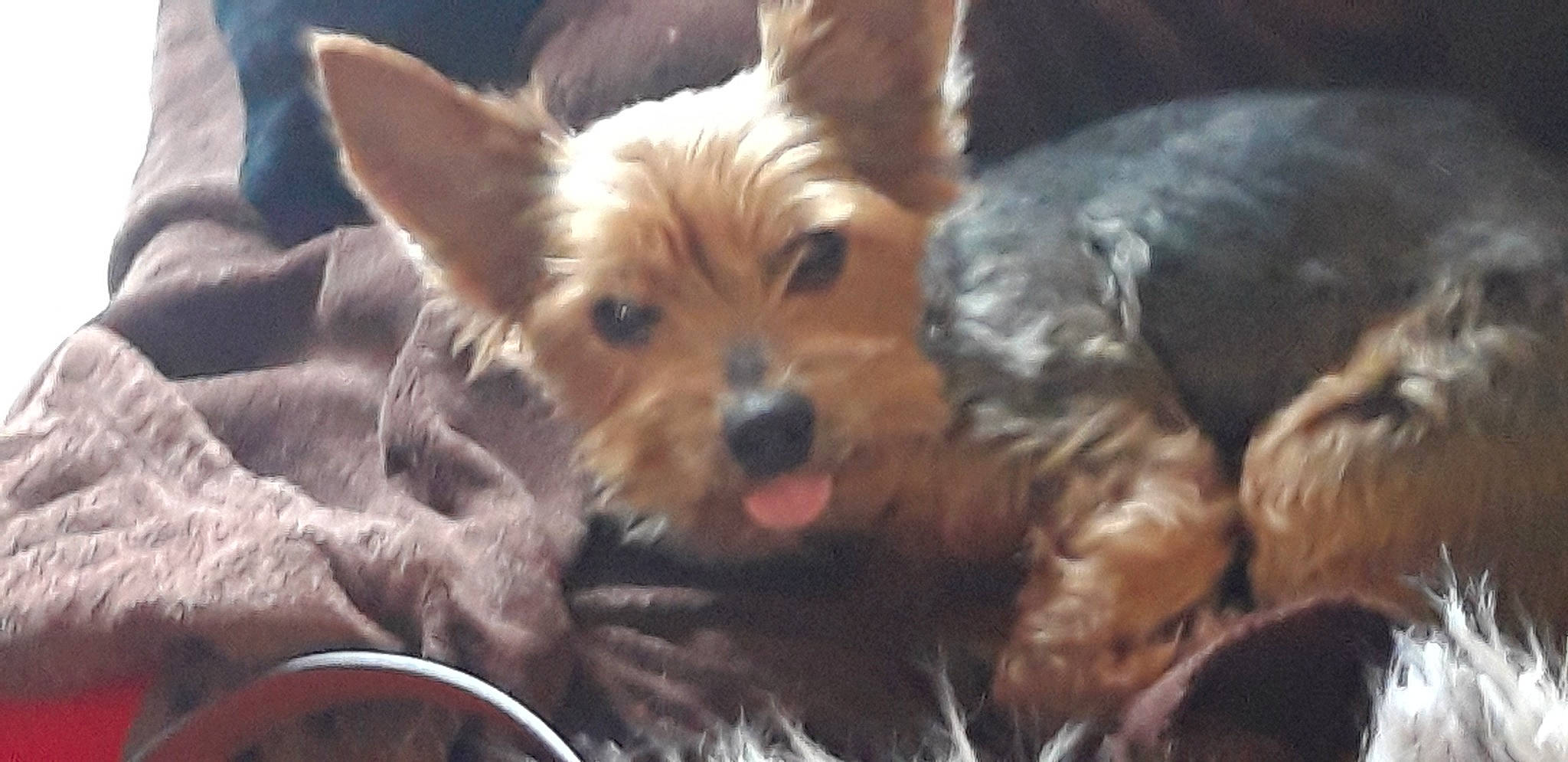 Bigoudi a rejoint le concours — aidez-le/la à gagner de superbes lots ! australian_silky_terrier, australian_terrier, biewer_terrier, cairn_terrier, canidae, carnivore, companion_dog, dog, dog_breed, mammal, norwich_terrier, puppy, rare_breed_dog, small_terrier, snout, terrier, toy_dog, vertebrate, yorkipoo, yorkshire_terrier