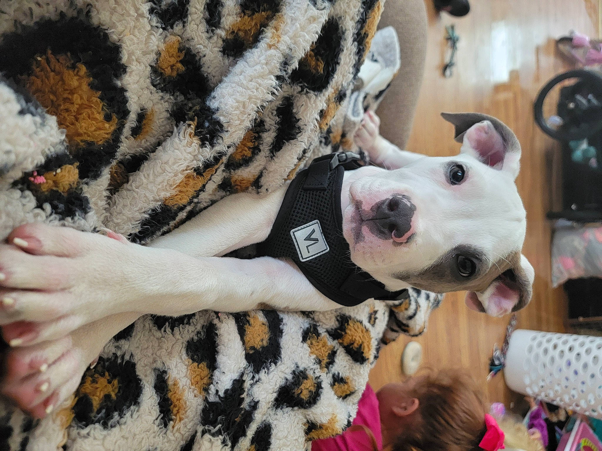 Kingston is registered to the contest to win money with this photo: carnivore, collar, companion_dog, dalmatian, dog, dog_breed, dog_collar, dog_supply, fawn, fur, gesture, guard_dog, mammal, military_camouflage, non_sporting_group, pattern, snout, terrestrial_animal, vertebrate, working_animal