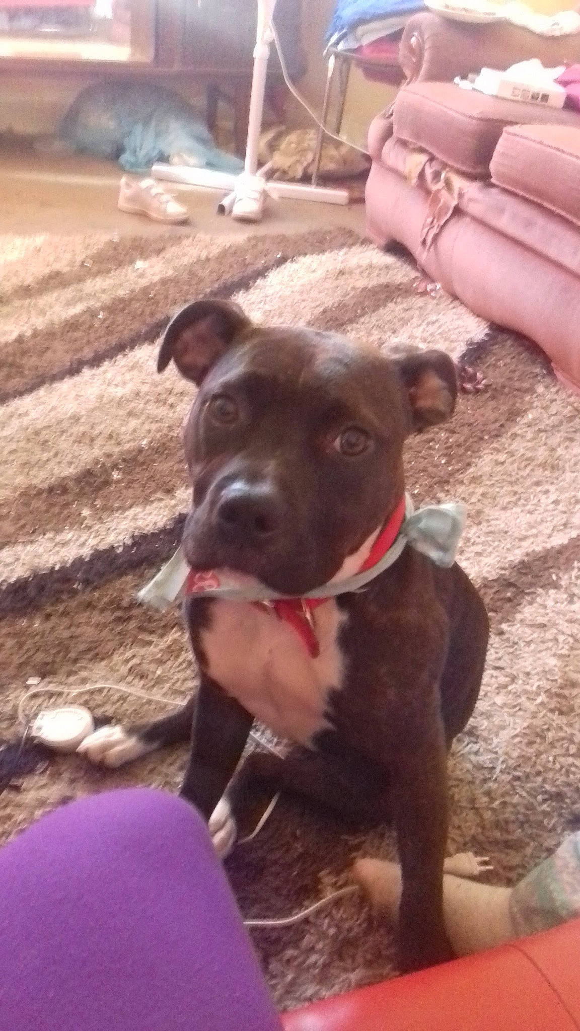 Bella joined the competition — help win amazing prizes! carnivore, collar, companion_dog, dog, dog_breed, dog_collar, fawn, guard_dog, hunting_dog, leash, liver, non_sporting_group, snout, sporting_group, whiskers, working_animal, working_dog