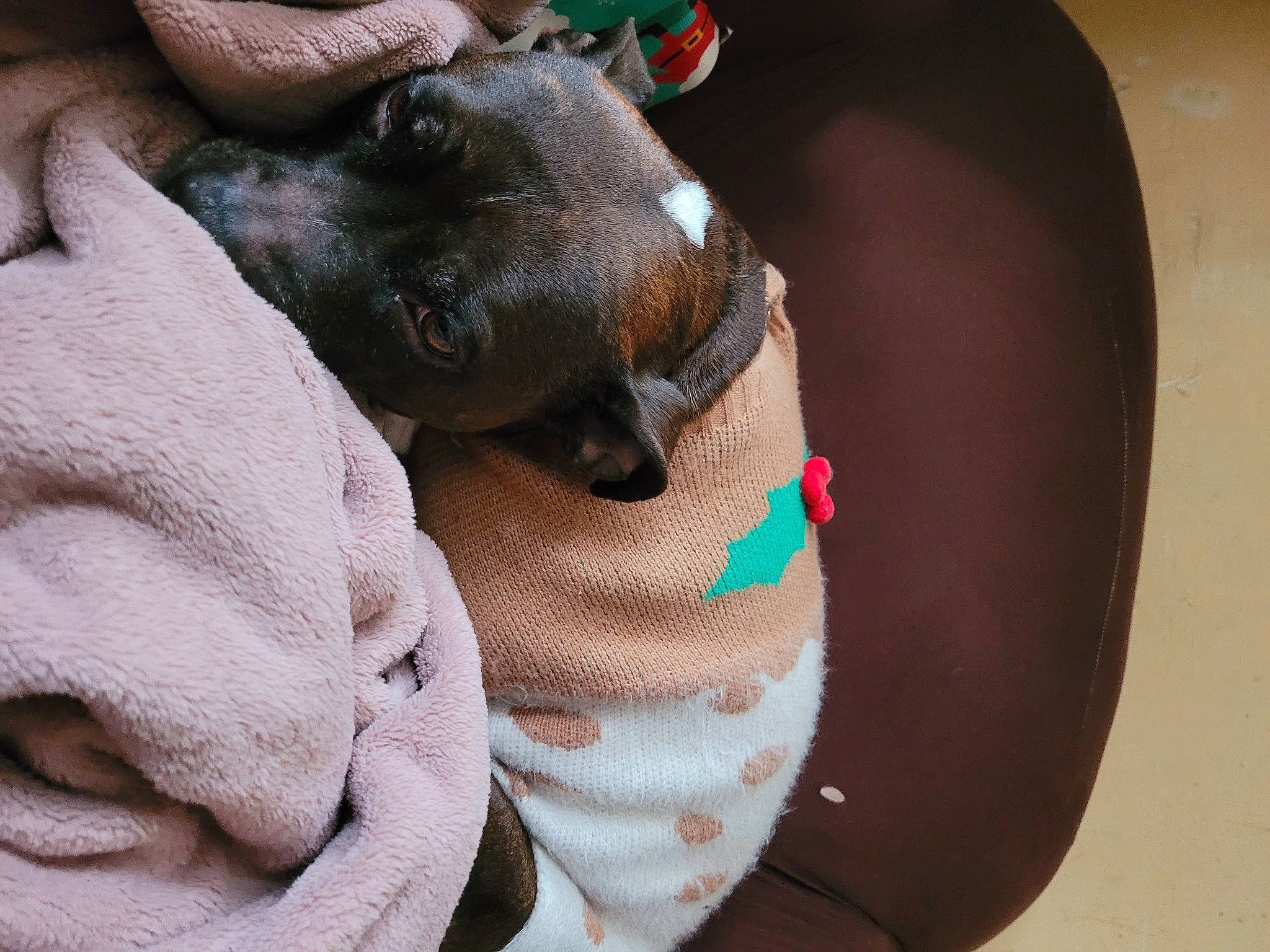 Bella is registered to the contest to win money with this photo: canidae, carnivore, comfort, companion_dog, dog, dog_bed, dog_breed, ear, fawn, felidae, nail, nap, paw, snout, sporting_group, toy_dog, whiskers, working_animal, wrinkle, wrist