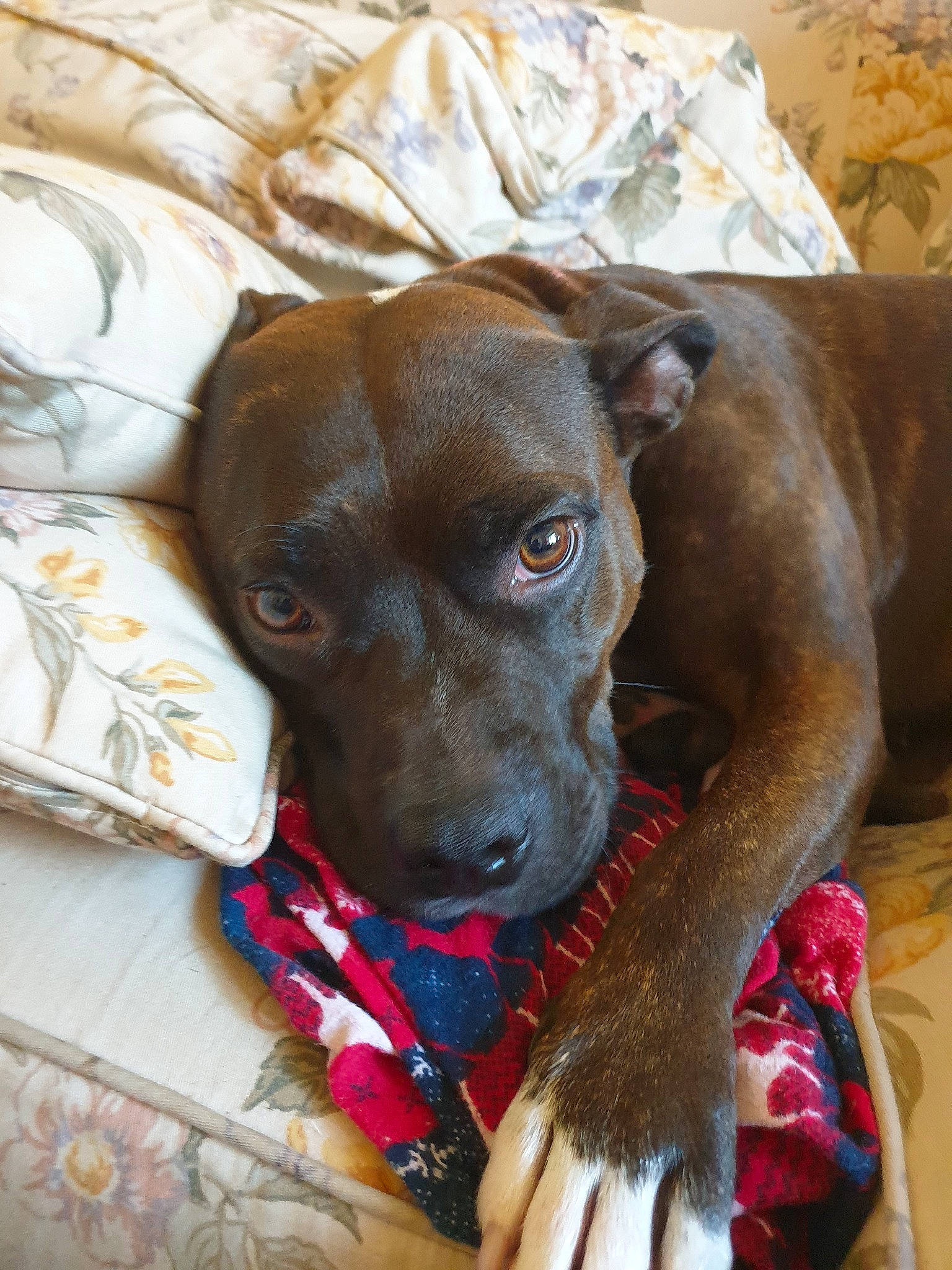 Bella is registered to the contest to win money with this photo: canidae, carnivore, collar, companion_dog, dog, dog_breed, dog_collar, ear, fawn, guard_dog, gun_dog, liver, pet_supply, pointer, pointing_breed, snout, sporting_group, whiskers, working_animal, working_dog