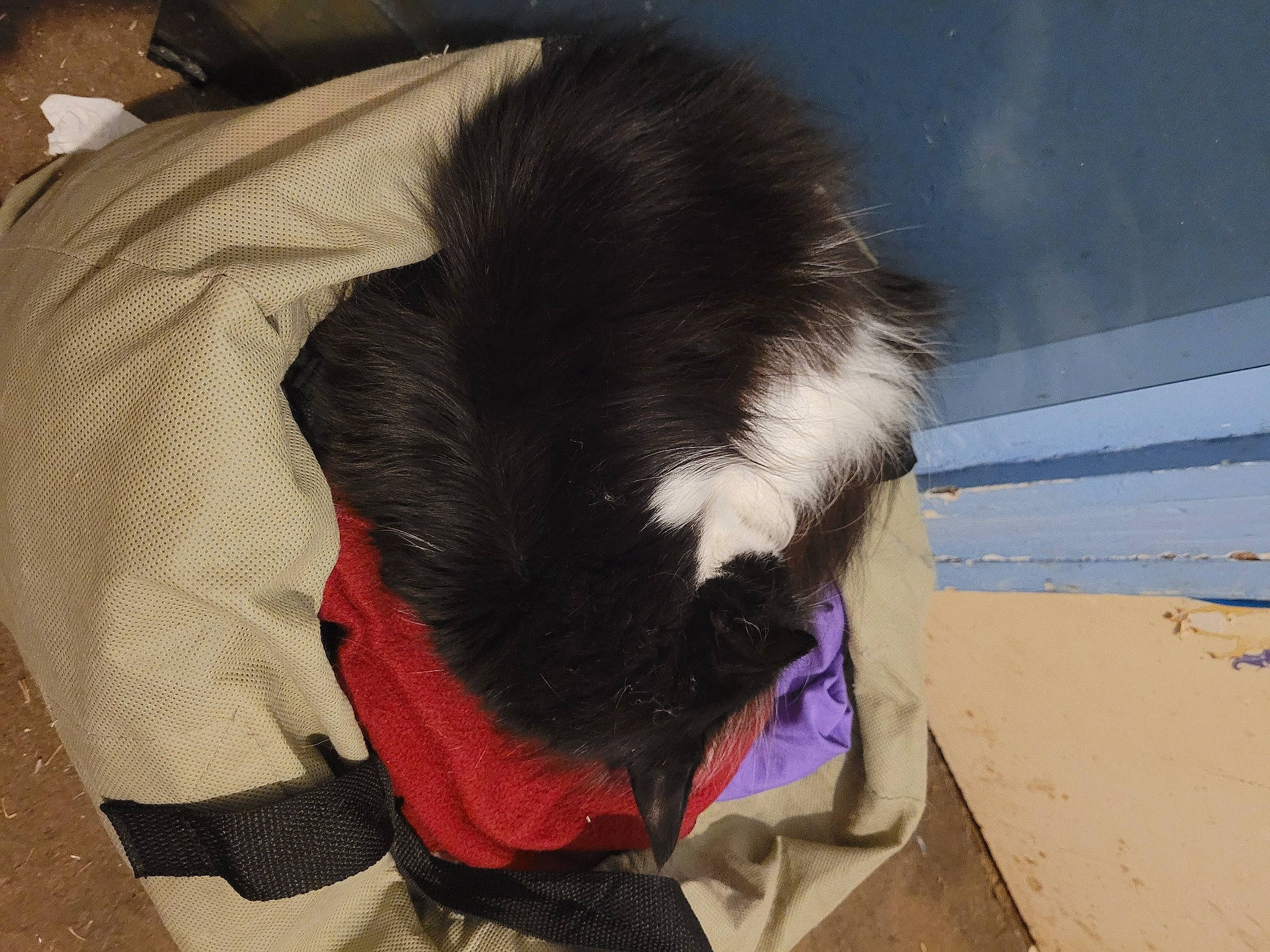 Rosie joined the competition — help win amazing prizes! beach, canidae, carmine, carnivore, cat, claw, comfort, companion_dog, dog_breed, dog_supply, fashion_accessory, felidae, fur, nap, ocean, small_to_medium_sized_cats, snout, sporting_group, tail, whiskers