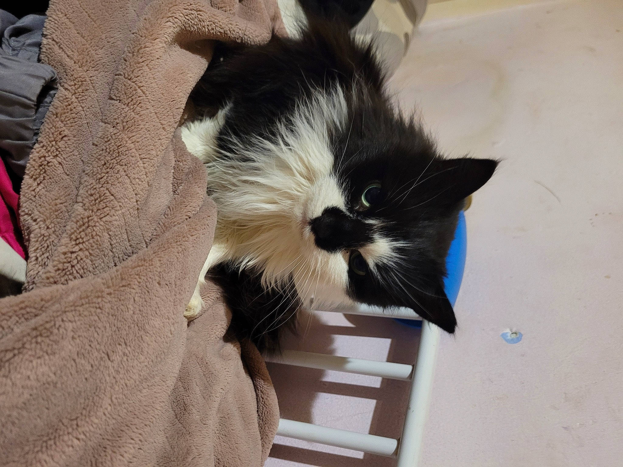 Rosie is registered to the contest to win money with this photo: box, cardboard, carnivore, cat, claw, comfort, domestic_short_haired_cat, felidae, foot, fur, packaging_and_labeling, paw, small_to_medium_sized_cats, snout, tail, terrestrial_animal, whiskers