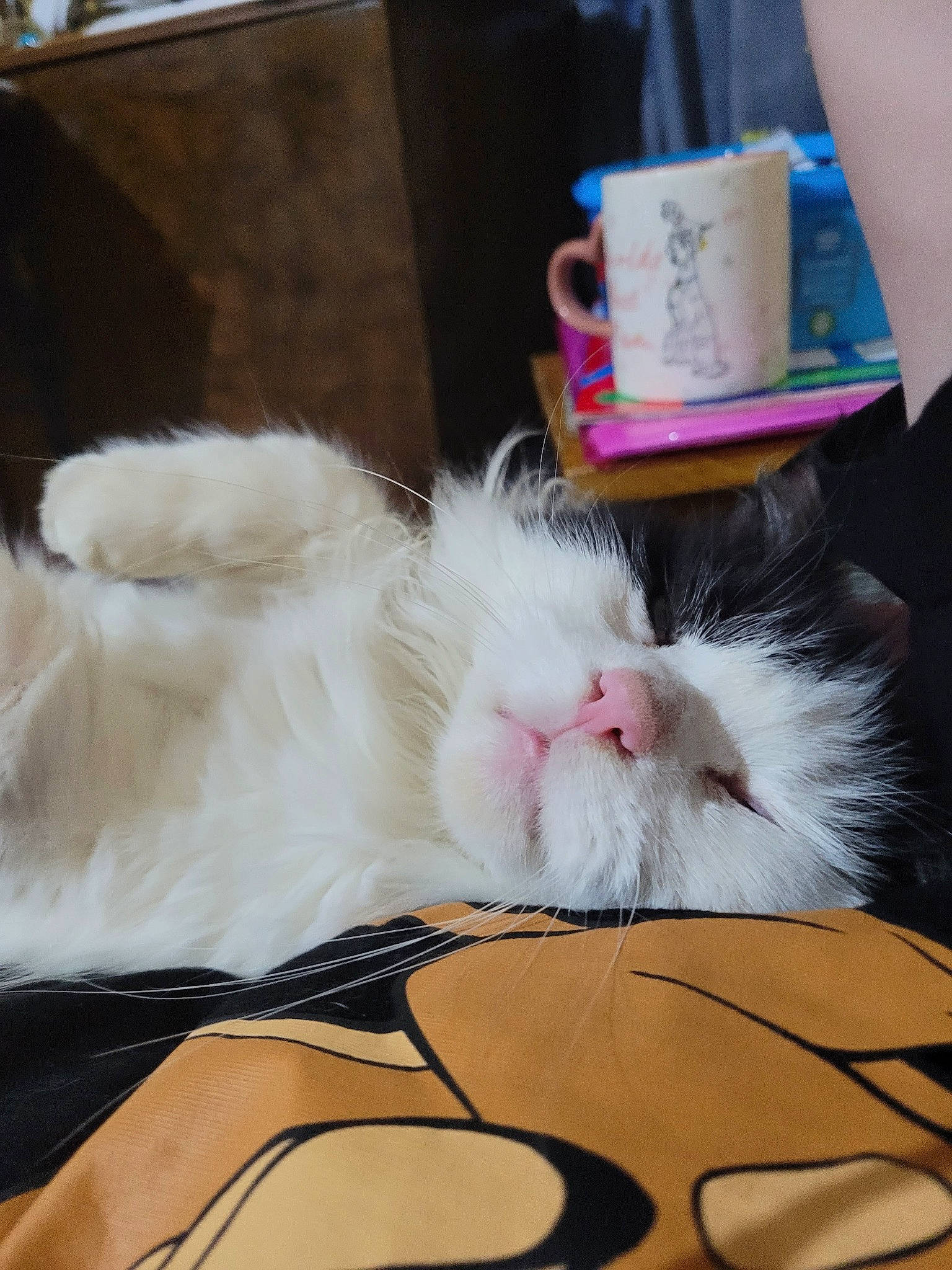 Homer joined the competition — help win amazing prizes! canidae, carnivore, cat, comfort, companion_dog, felidae, flooring, foot, fur, hardwood, love, nap, paw, photo_caption, sky, small_to_medium_sized_cats, snout, tail, whiskers