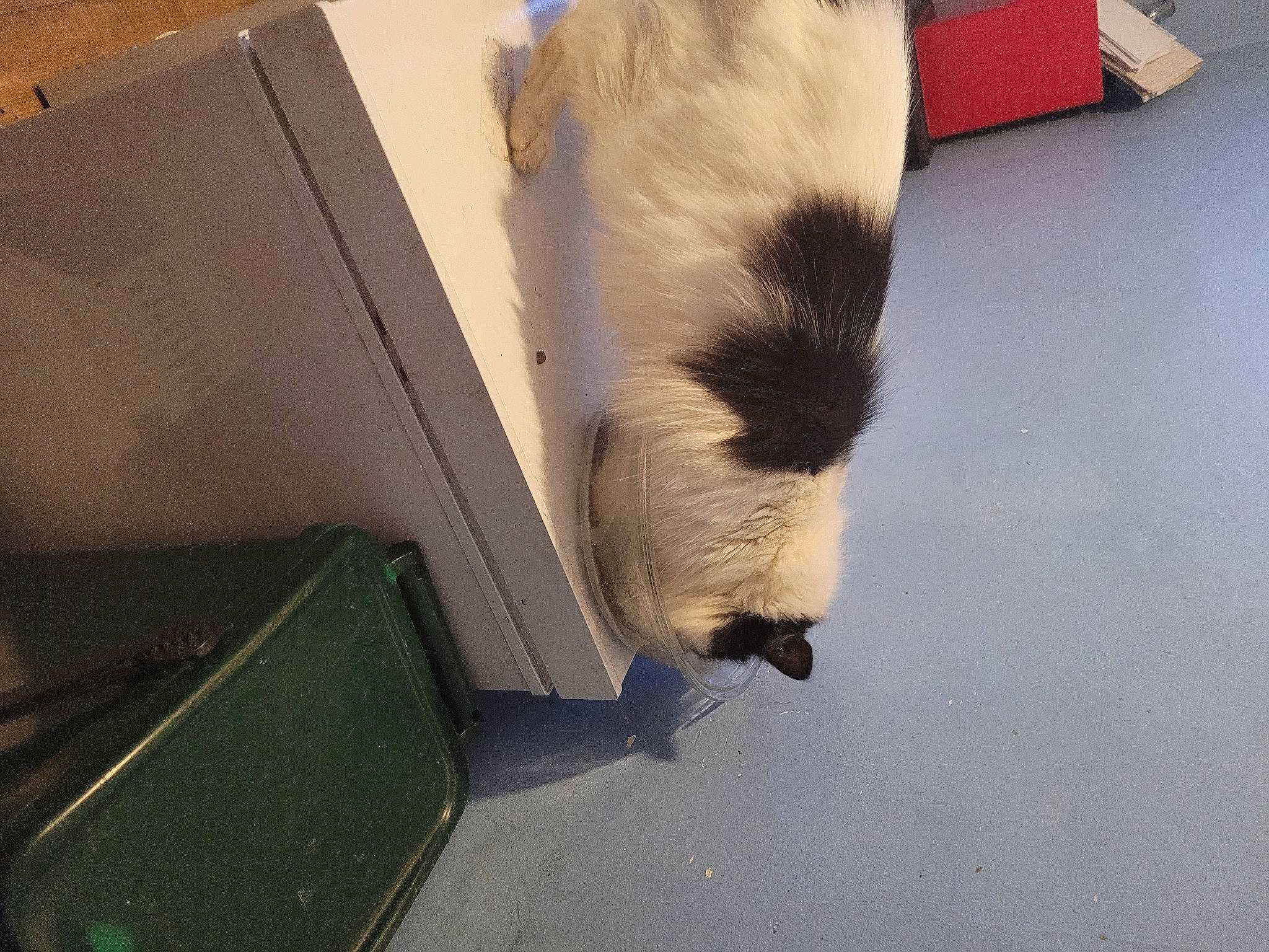 Homer joined the competition — help win amazing prizes! box, canidae, cardboard, carnivore, cat, domestic_short_haired_cat, fawn, felidae, flooring, fur, gas, hardwood, paw, shipping_box, small_to_medium_sized_cats, snout, sporting_group, tail, whiskers, wood