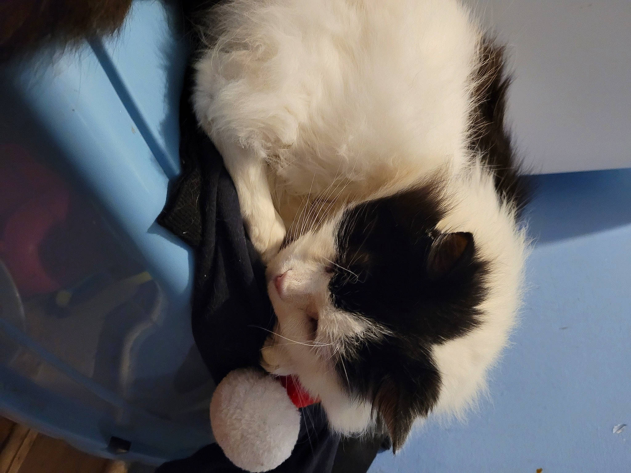 Homer is registered to the contest to win money with this photo: carnivore, cat, claw, domestic_short_haired_cat, event, felidae, foot, fur, paw, small_to_medium_sized_cats, snout, tail, whiskers