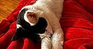 Harry is registered to the contest to win money with this photo: animal, black_and_white, cat, closeup, comfort, cozy, cute, fur, furniture, home, indoor, pet, plush_toy, red_blanket, relaxed, resting, sleeping, soft_texture, stretching, wood_floor