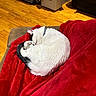 Harry is registered to the contest to win money with this photo: animal, black_spot, cat, couch, cozy, curled_up, domestic_cat, feline, fur, home_interior, indoor, pet, quiet, red_blanket, relaxing, resting, sleeping, soft_texture, white_cat, wooden_floor