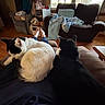 Harry is registered to the contest to win money with this photo: black_and_white_cat, black_cat, blanket, cat, chair, couch, cozy, domestic_animal, feet, feline, home, indoor, lap, legs, living_room, person, pet, resting, window, wood_floor
