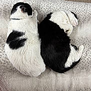 Harry is registered to the contest to win money with this photo: animal, black_and_white, blanket, cat, companion, cozy, curled_up, cute, domestic_animal, feline, fur, indoor, nap, peaceful, pet, relaxation, resting, sleeping, soft_texture, two_cats
