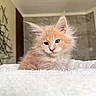Sonny is registered to the contest to win money with this photo: animal, blanket, blue_eyes, cat, cozy, cute, ears, feline, fluffy, fur, indoors, kitten, maine_coon, orange_cat, pet, portrait, sleepy, soft, whiskers, young