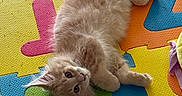Sonny joined the competition — help win amazing prizes! animal, cat, colorful, curious, cute, ears, foam, fur, indoor, kitten, letters, lying_down, orange, pet, playmat, resting, soft, tail, whiskers, young