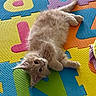 animal, cat, colorful, curious, cute, ears, foam, fur, indoor, kitten, letters, lying_down, orange, pet, playmat, resting, soft, tail, whiskers, young