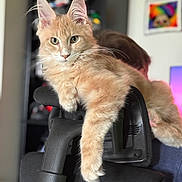 Sonny is registered to the contest to win money with this photo: animal, blurred_background, cat, cute, domestic_cat, ears, feline, fur, furniture, home, indoor, looking_at_camera, lounging, office_chair, orange_tabby, paw, pet, portrait, relaxed, whiskers