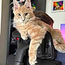 animal, blurred_background, cat, cute, domestic_cat, ears, feline, fur, furniture, home, indoor, looking_at_camera, lounging, office_chair, orange_tabby, paw, pet, portrait, relaxed, whiskers