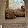 Sonny is registered to the contest to win money with this photo: animal, cat, cat_condo, cozy, cute, fluffy, fur, home, indoor, kitten, nap, orange_cat, paw, pet, quiet, relaxing, resting, sleeping, small_animal, soft
