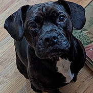 Vinny joined the competition — help win amazing prizes! adorable, animal, black_dog, canine, companion, cute, dog, domestic, ears, expression, face, fur, indoor, looking_up, mammal, paw, pet, sitting, white_patch, wooden_floor