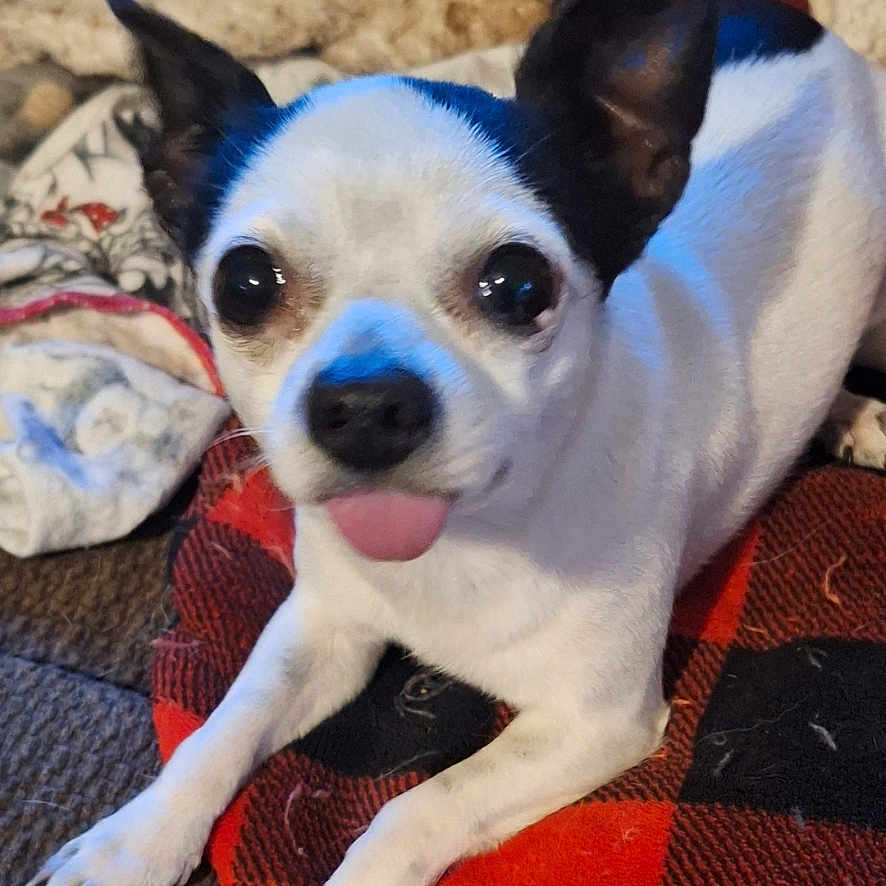 Bel