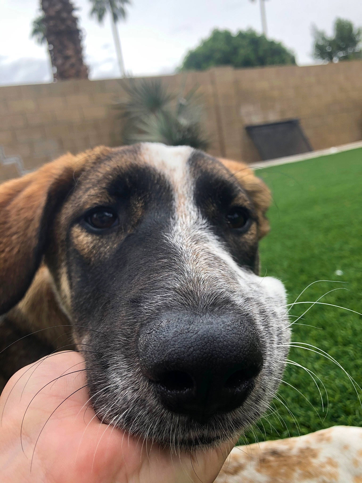 Navi is registered to the contest to win money with this photo: canidae, carnivore, dog, dog_breed, fawn, greyhound, mammal, rafeiro_do_alentejo, snout, sporting_group, vertebrate