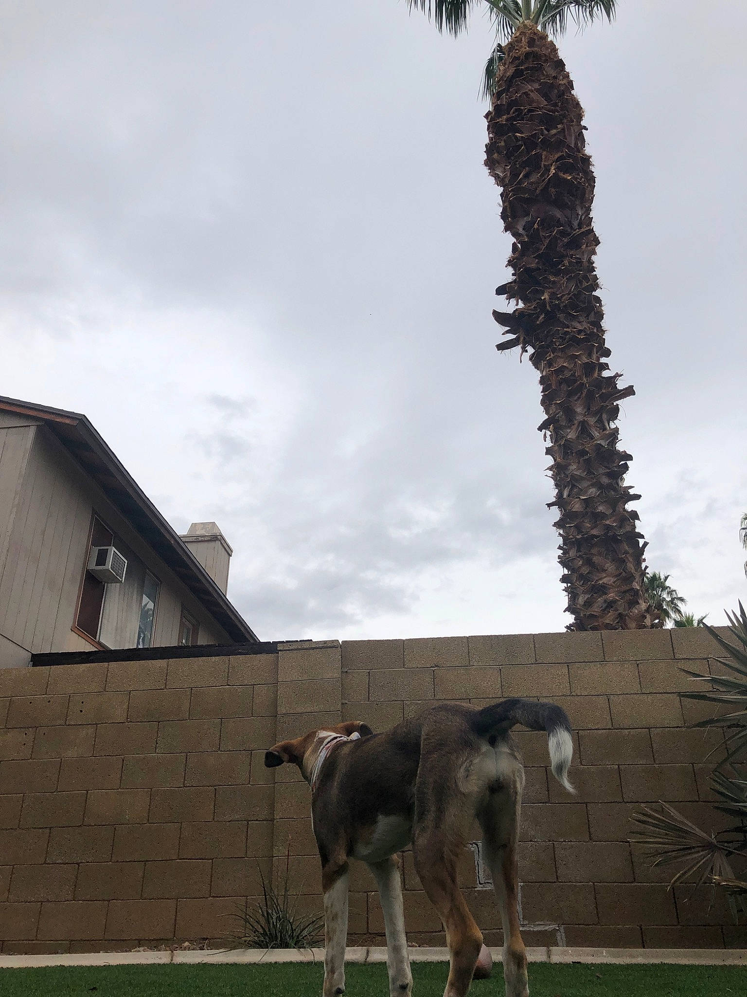 Navi joined the competition — help win amazing prizes! arecales, bovine, palm_tree, plant, sculpture, statue, tree, vacation, wildlife, working_animal, zoo