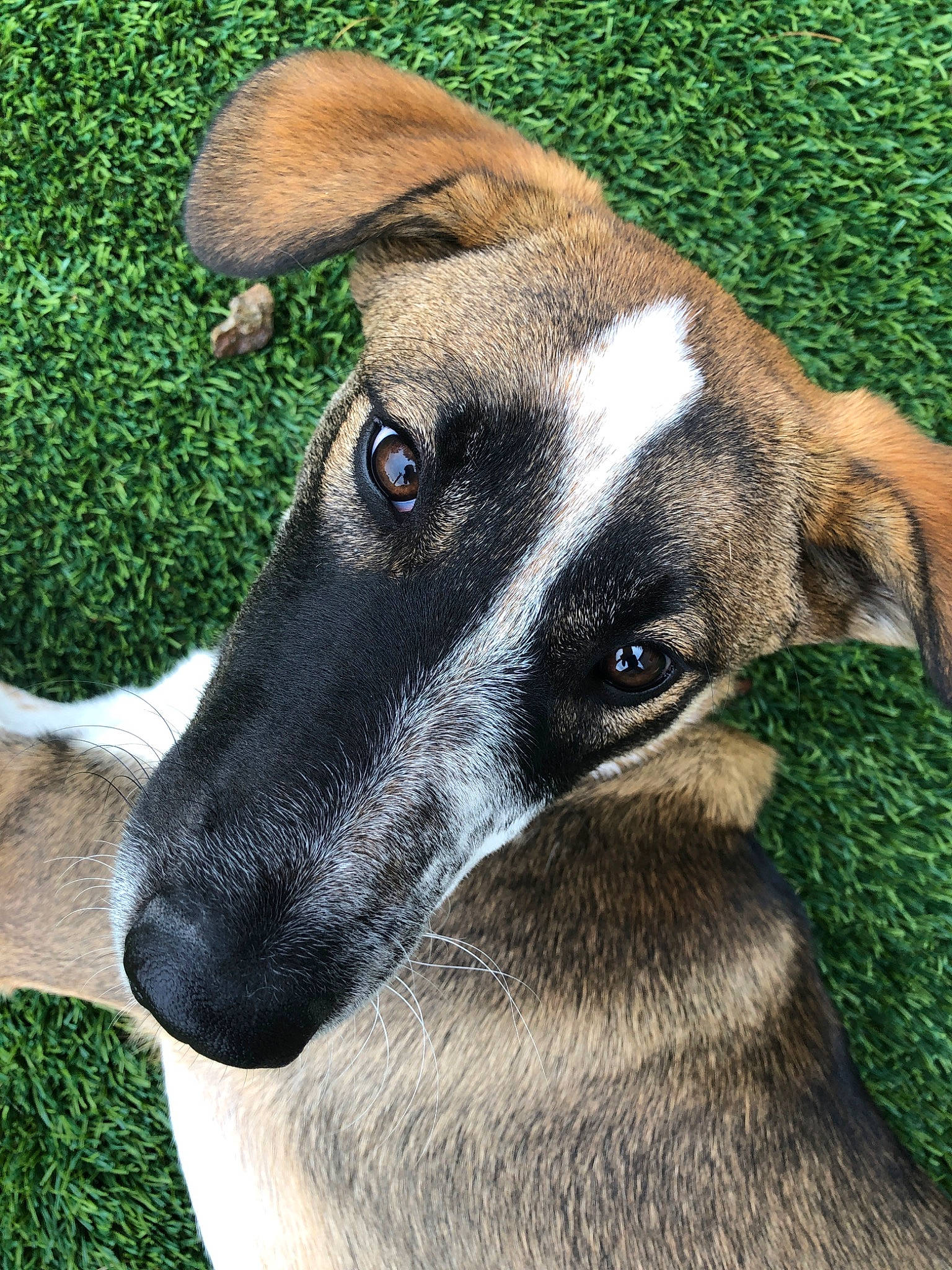 Navi is registered to the contest to win money with this photo: canidae, carnivore, dog, dog_breed, eye, fawn, galgo_espanol, grass, greyhound, lurcher, magyar_agar, mammal, nose, plant, rafeiro_do_alentejo, smooth_fox_terrier, snout, vertebrate, whippet, whiskers